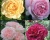 Комплект Пионовидных роз 