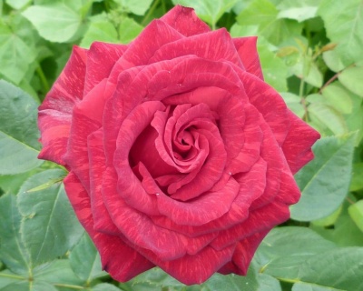 Роза Чайно-Гибридная «Ред Интуишн» 