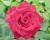 Роза Чайно-Гибридная «Ред Интуишн» 