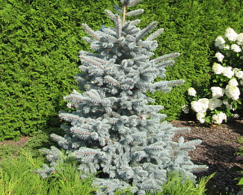 Ель колючая "Эрих Фрам"