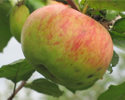 Яблоня "Штрейфлинг"