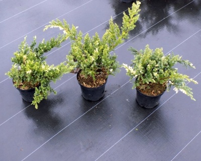 Можжевельник Китайский "Экспанса Вариегата"