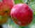 Яблоня "Ред Фри"