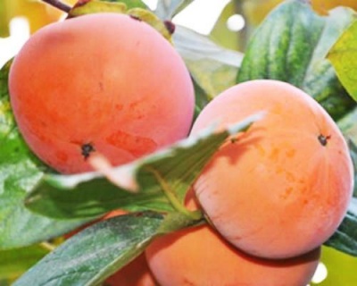 Хурма "Мидер"