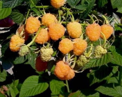 Малина "Абрикосовая"