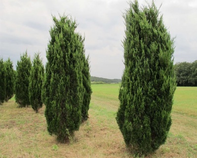 Можжевельник Китайский "Спартан"