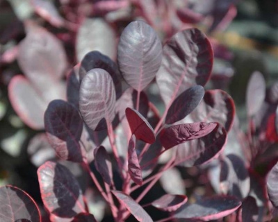 Скумпия "Лилла" (Lilla )