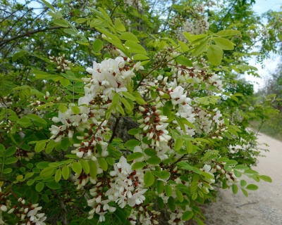 Робиния лжеакация