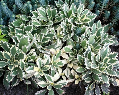 Арабис кавказский "Вариегата"