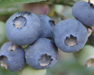 Голубика "Торо (Toro)"