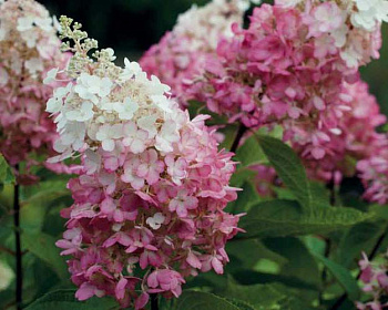 Гортензия метельчатая "Пинки Винки" (Pinky Winky)