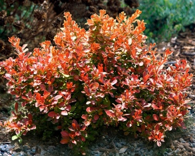 Барбарис Тунберга "Florence"