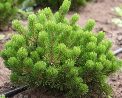 Сосна горная "Пумилио"