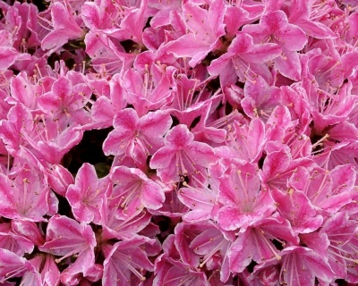 Азалия японская "Кермесина Роуз"