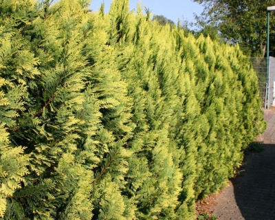 Кипарисовик Лавсона "Алюмиголд"