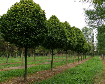 Граб обыкновенный "Колумнарис"