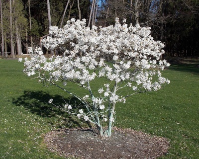 Магнолия "Роял Стар"