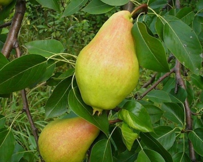 Груша "Видная"