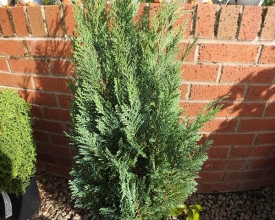 Кипарисовик Лавсона "Элвуди"