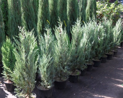 Можжевельник скальный "Мунглоу"