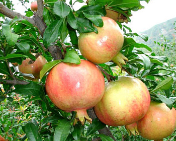 Гранат «Ак Дона»