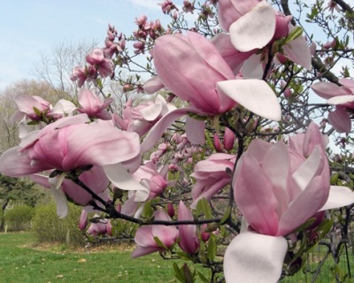 Магнолия "Пинки"