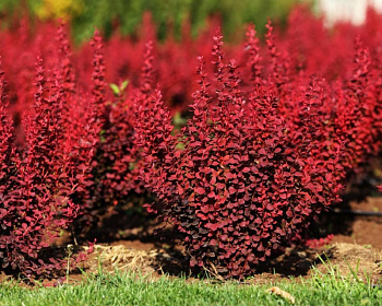 Барбарис Тунберга "Red Rocket"