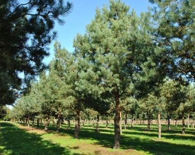 Сосна обыкновенная