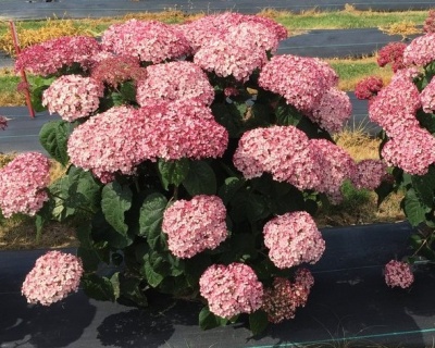 Гортензия древовидная "Белла Анна" (Bella Anna)