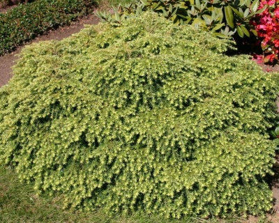 Тсуга канадская "Нана"