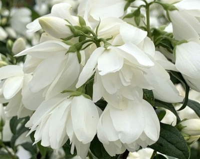 Чубушник "Сноубель"