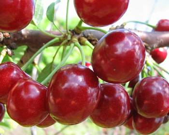 Черевишня "Ивановна" (гибрид вишни и черешни)