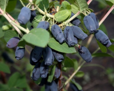 Жимолость "Голубое веретено"