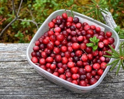 Брусника "Коралл"