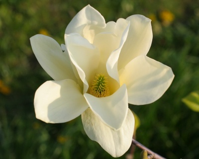 Магнолия "Еллоу Ривер"