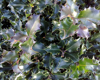 Падуб мезерва "Блю Ангел"