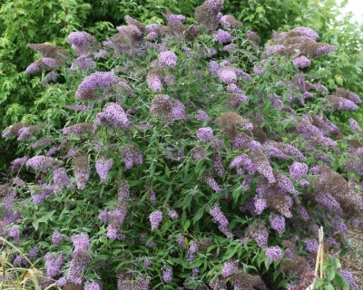 Буддлея Давида "Гулливер" (Gulliver)