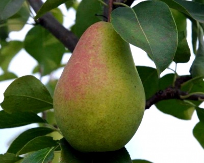 Груша колоновидная "Сапфира"