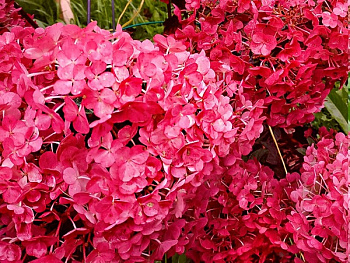 Гортензия Метельчатая Самарская Лидия