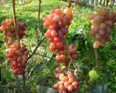 Виноград "Памяти хирурга"