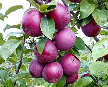 Яблоня колоновидная "Московское ожерелье"