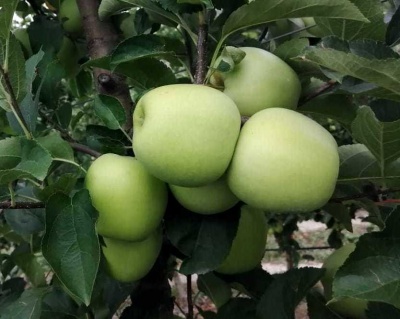 Яблоня колоновидная "Малюха"