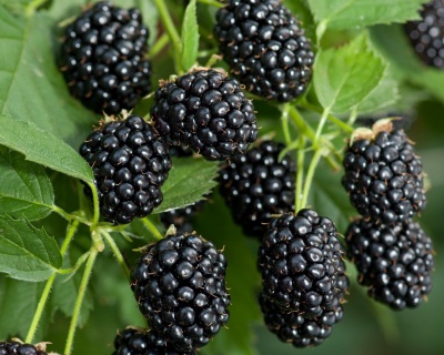 Ежевика "Черная Магия" ("Блек Меджик")