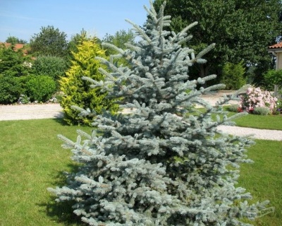 Ель колючая "Блю Тринкет"