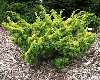 Можжевельник Китайский "Плюмоза Ауреа"