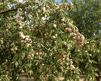 Миндаль "Десертный"