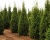 Ель обыкновенная "Купрессина"