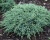 Можжевельник чешуйчатый "Блю Карпет"