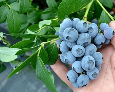 Голубика "Патриот (Patriot)"