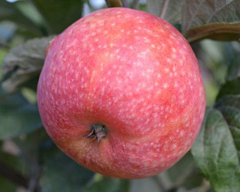 Яблоня "Конфетное"